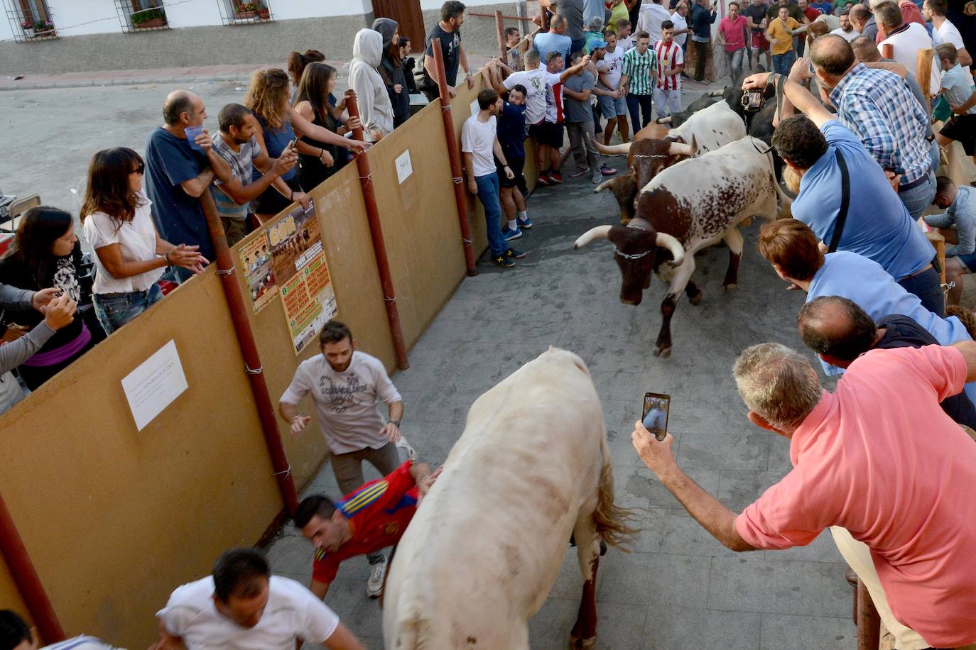 Los encierros más antiguos de España han puesto punto final a su edición 2019 con motivo de las fiestas patronales de este localidad granadina de 700 habitantes