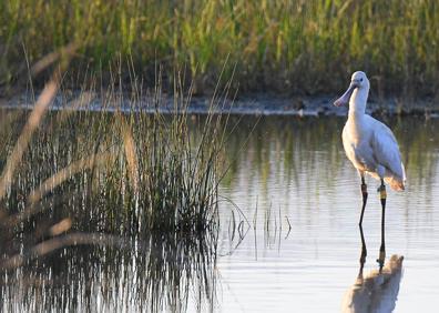 Imagen secundaria 1 - Garza imperial, espátula y papamoscas gris 