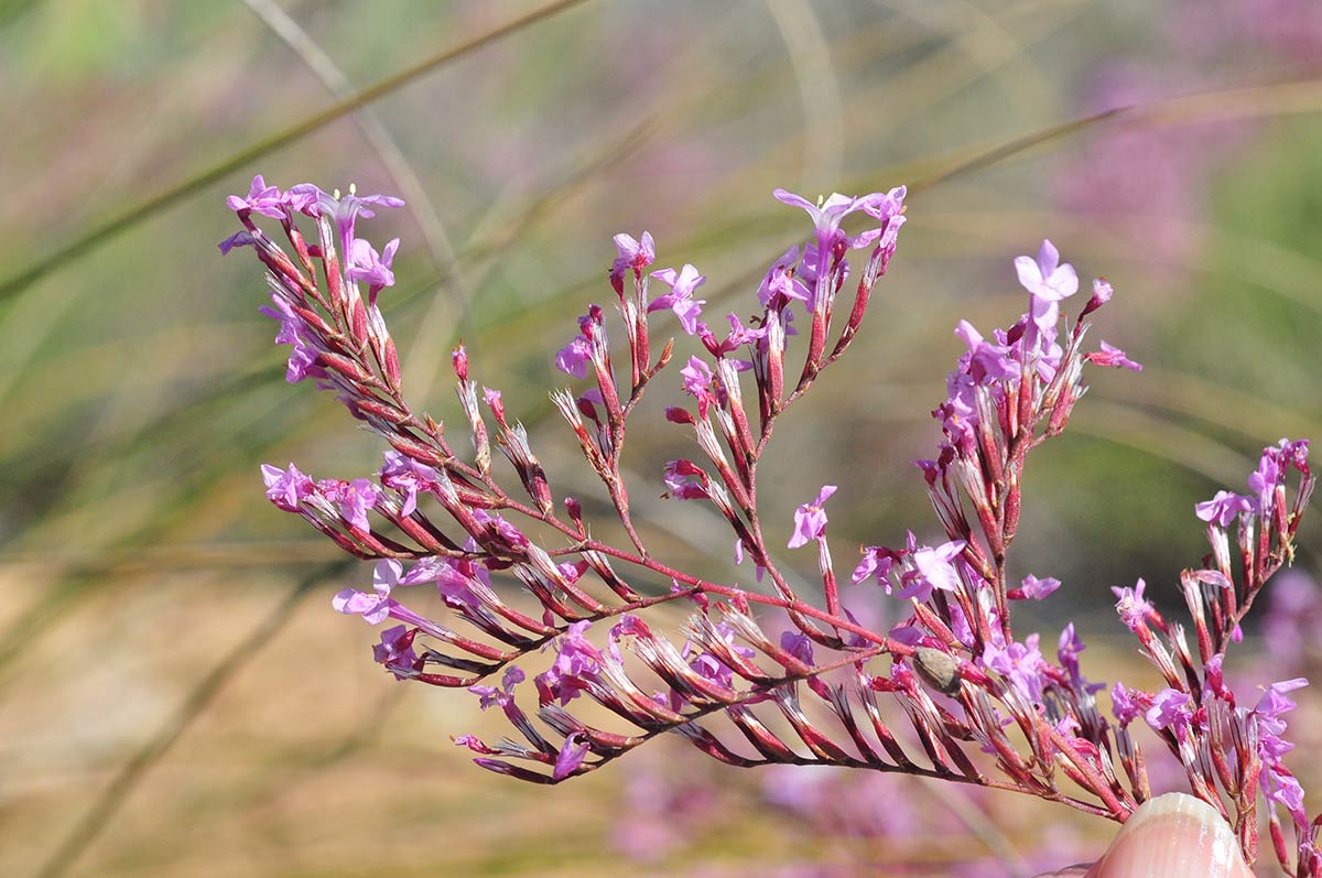 Limonium insigne. Descubre la flora singular que crece en playas, acantilados, ramblas y montes del exclusivo litoral de Granada, Especies de plantas muy escasas, incluso únicas, intentan sobrevivir en ecosistemas costeros a pesar del avance de urbanizaciones y turismo 