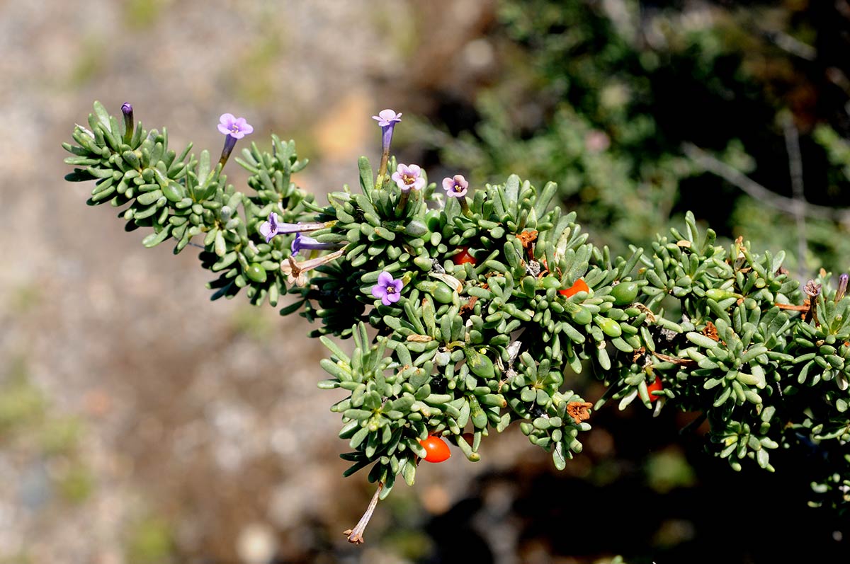 Lycium intrincatum. Descubre la flora singular que crece en playas, acantilados, ramblas y montes del exclusivo litoral de Granada, Especies de plantas muy escasas, incluso únicas, intentan sobrevivir en ecosistemas costeros a pesar del avance de urbanizaciones y turismo 
