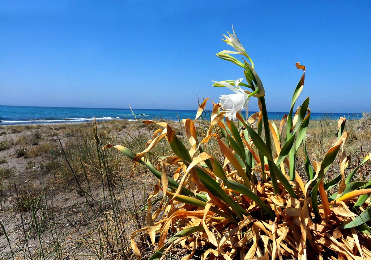 Pancratium maritimum, azucena marina. Descubre la flora singular que crece en playas, acantilados, ramblas y montes del exclusivo litoral de Granada, Especies de plantas muy escasas, incluso únicas, intentan sobrevivir en ecosistemas costeros a pesar del avance de urbanizaciones y turismo 