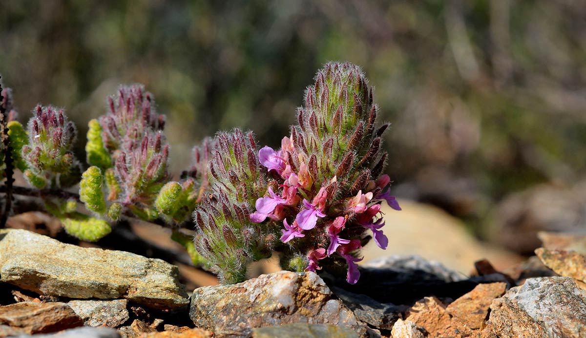 Teucrium rixanense. Descubre la flora singular que crece en playas, acantilados, ramblas y montes del exclusivo litoral de Granada, Especies de plantas muy escasas, incluso únicas, intentan sobrevivir en ecosistemas costeros a pesar del avance de urbanizaciones y turismo 