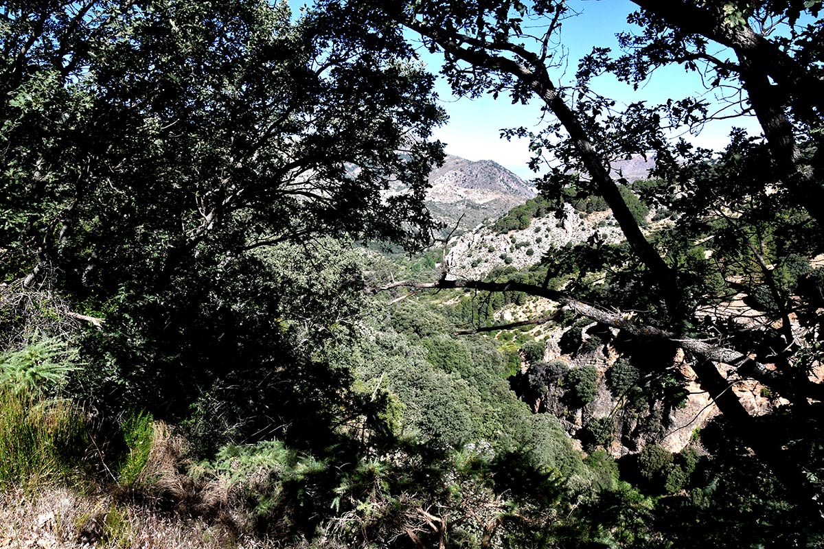 Densos melojares nevadenses sobreviven en las vaguadas de San Jerónimo, a pocos metros antes de la estación de esquí