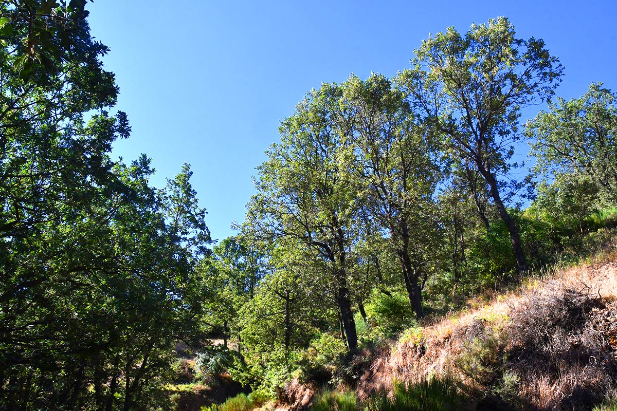 Densos melojares nevadenses sobreviven en las vaguadas de San Jerónimo, a pocos metros antes de la estación de esquí