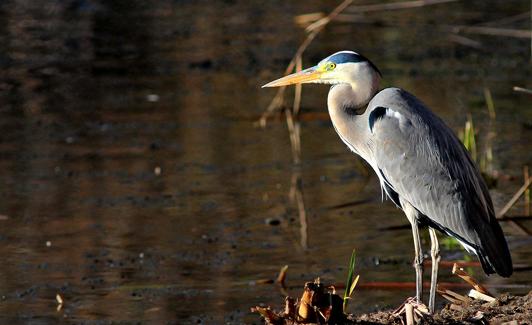 Garza real, ardea cinerea 