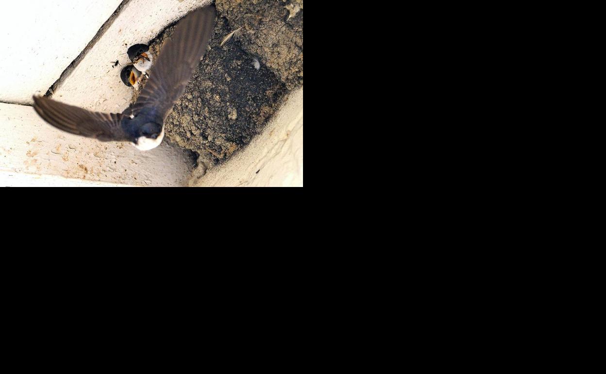 Advertencia de la Guardia Civil sobre los pájaros que nos libran de insectos: "Están protegidos"