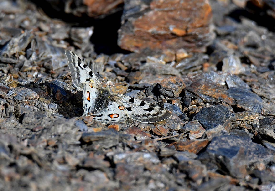 Parnassius apolo nevadensis. Elementos del paisaje y biodiversidad que se han convertido en la imagen más representativa de la montaña nevadense