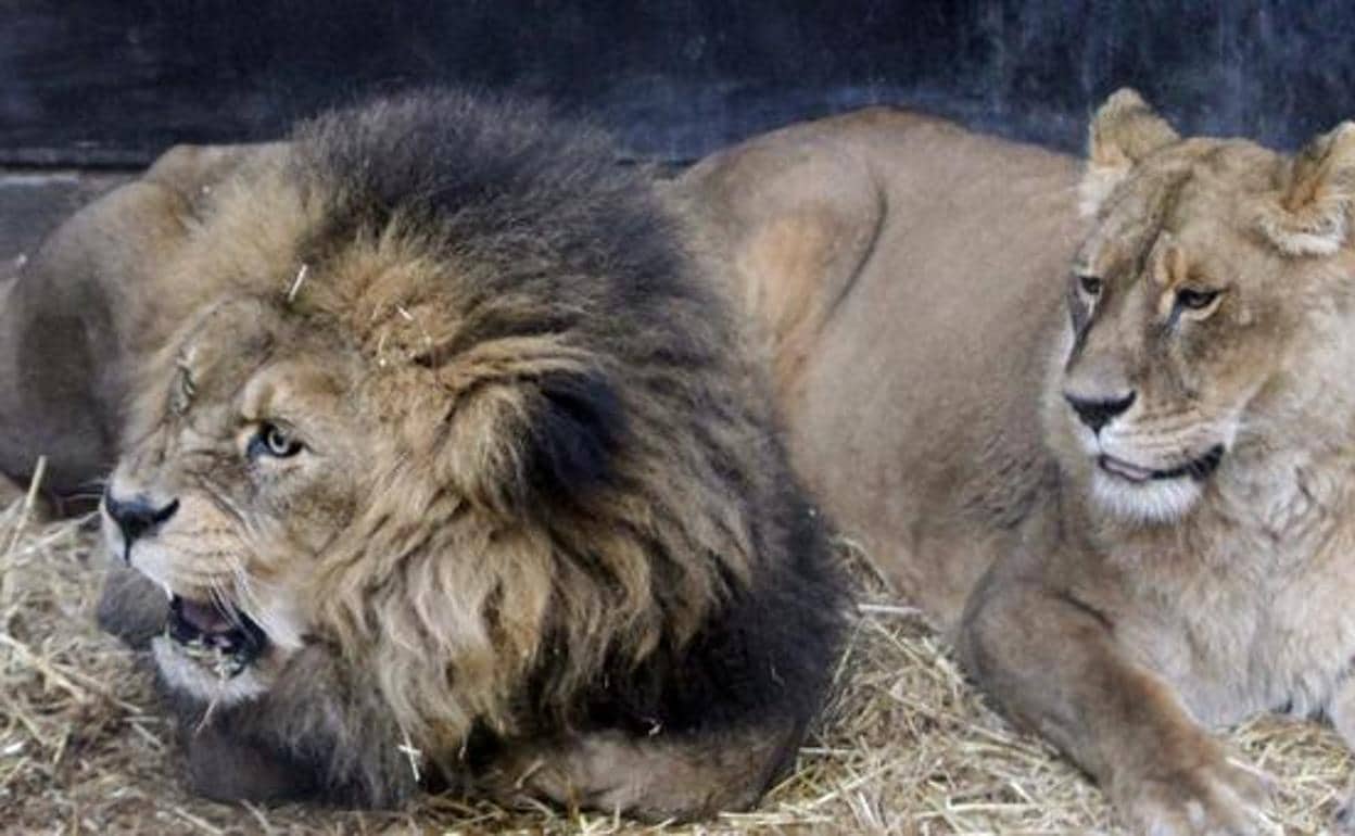Tres leones matan a su dueño cuando el hombre se quedó a solas con ellos en  un recinto cerrado | Ideal