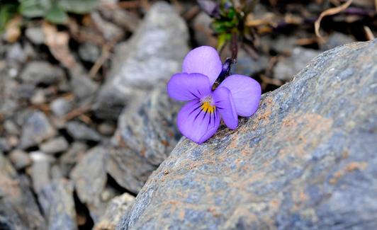 Violeta de Sierra Nevada