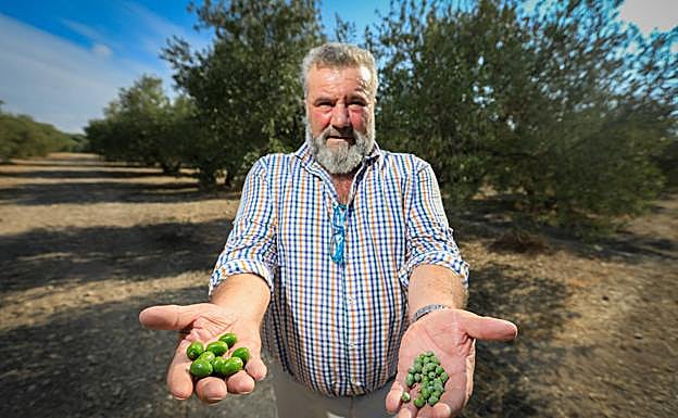 El agricultor Luis Paradas muestra cómo su olivar se resiente por falta de agua. 