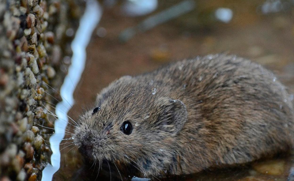 La tularemia, o fiebre de las fiebres, es una infección bacteriana que afecta principalmente a animales salvajes como roedores. 