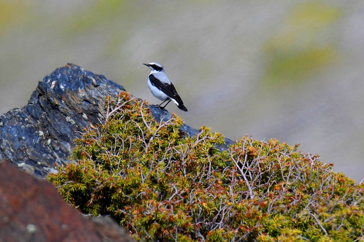 Imagen secundaria 2 - Enebros de San Francisco, al fondo el Trevenque; enebral con la estación de esquí y el Veleta; Collalba gris, habitual de los enebrales y piornales 