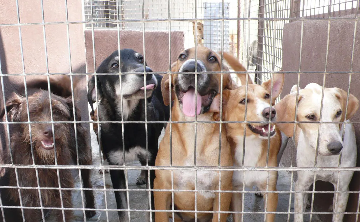 Bulo en Jaén | El Ayuntamiento desmiente que se vayan a sacrificar animales de la perrera