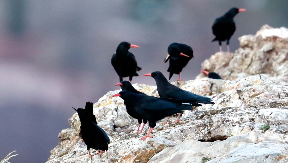 Chovas piquirrojas en las laderas de Sierra Nevada 