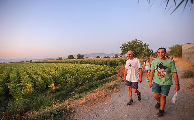 Caminata vespertina por las vegas del Genil