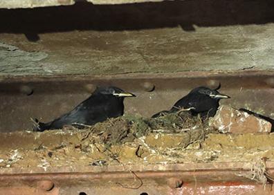 Imagen secundaria 1 - Concentración de chovas piquirrojas en las minas de Alquife; Polluelos en un nido; dos chovas en una de sus actitudes habituales 