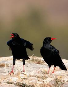 Imagen secundaria 2 - Concentración de chovas piquirrojas en las minas de Alquife; Polluelos en un nido; dos chovas en una de sus actitudes habituales 