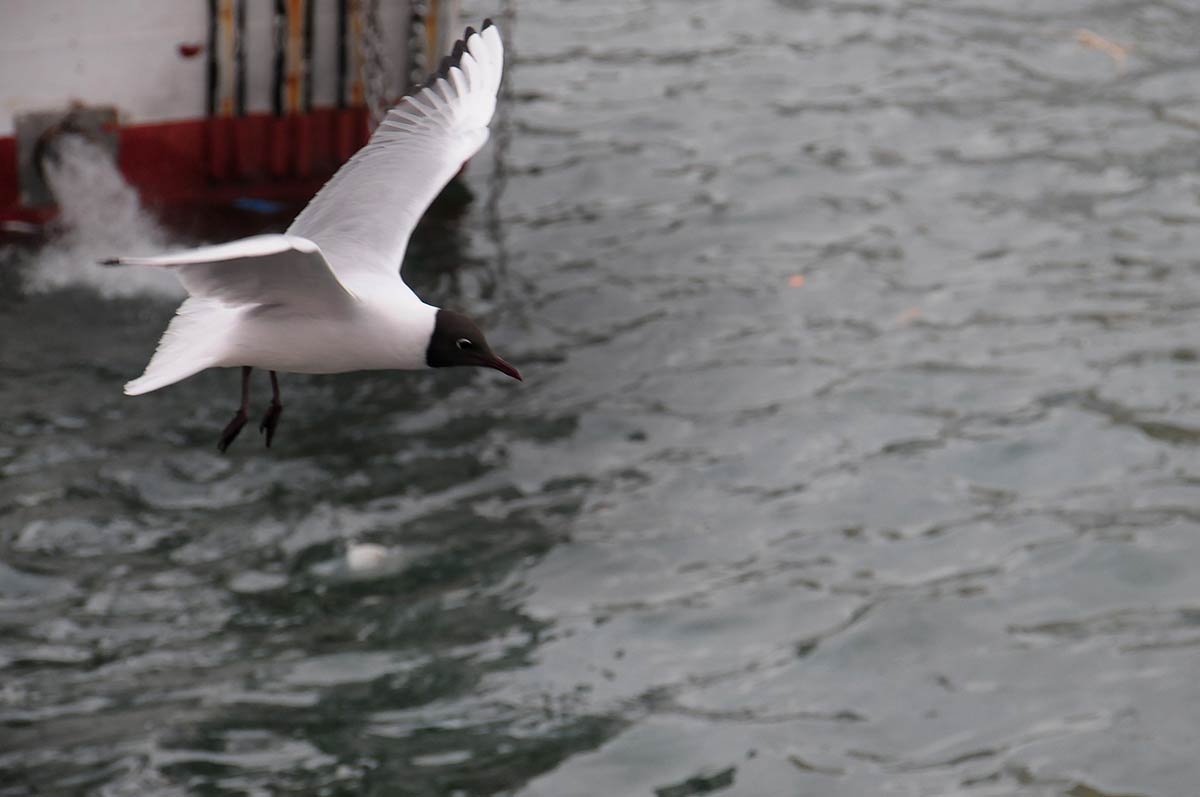 Las dársenas pesqueras y deportivas son un nuevo ecosistema donde sobreviven aves acuáticas, peces e invertebrados marinos | Diversas especies de gaviotas, cormoranes, y garcetas esperan, cada día, la llegada de los pesqueros para aprovechar descartes y restos de las redes