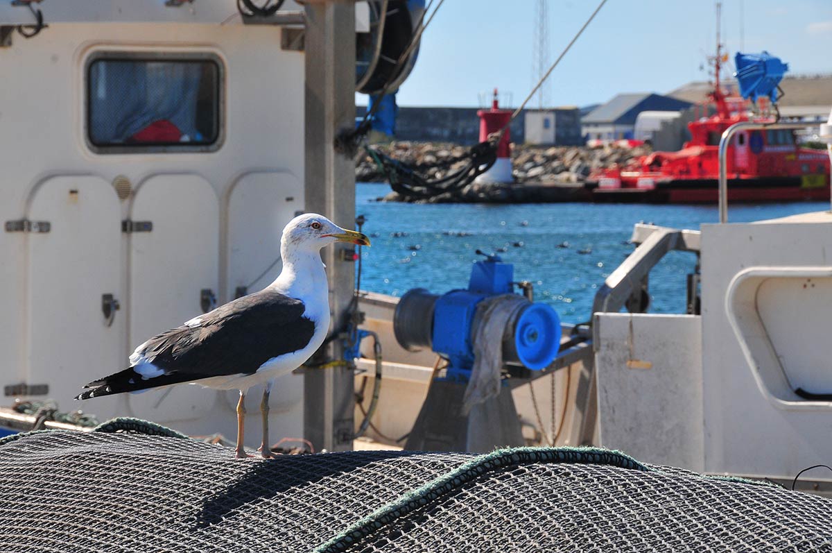 Las dársenas pesqueras y deportivas son un nuevo ecosistema donde sobreviven aves acuáticas, peces e invertebrados marinos | Diversas especies de gaviotas, cormoranes, y garcetas esperan, cada día, la llegada de los pesqueros para aprovechar descartes y restos de las redes