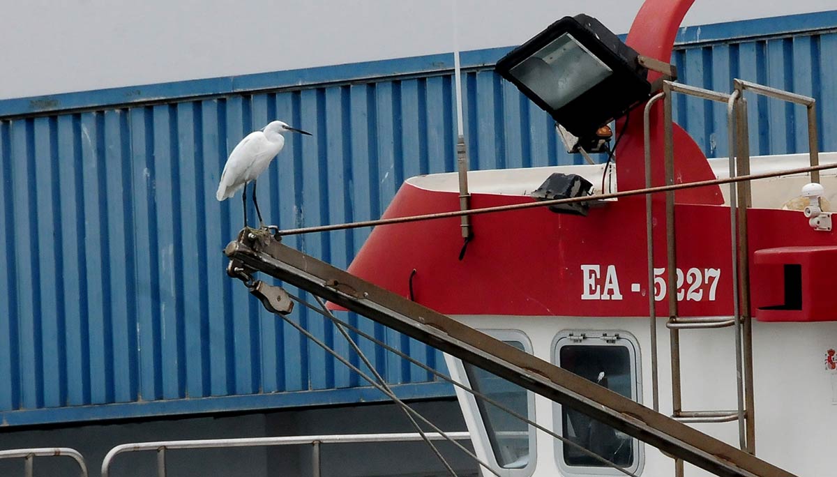 Las dársenas pesqueras y deportivas son un nuevo ecosistema donde sobreviven aves acuáticas, peces e invertebrados marinos | Diversas especies de gaviotas, cormoranes, y garcetas esperan, cada día, la llegada de los pesqueros para aprovechar descartes y restos de las redes