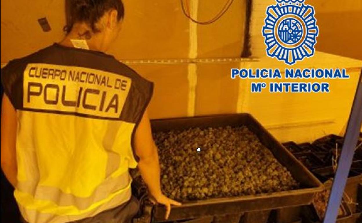 Operación policial en Granada | Desmantelados dos centros de producción de marihuana en Ogíjares y Huétor Vega 