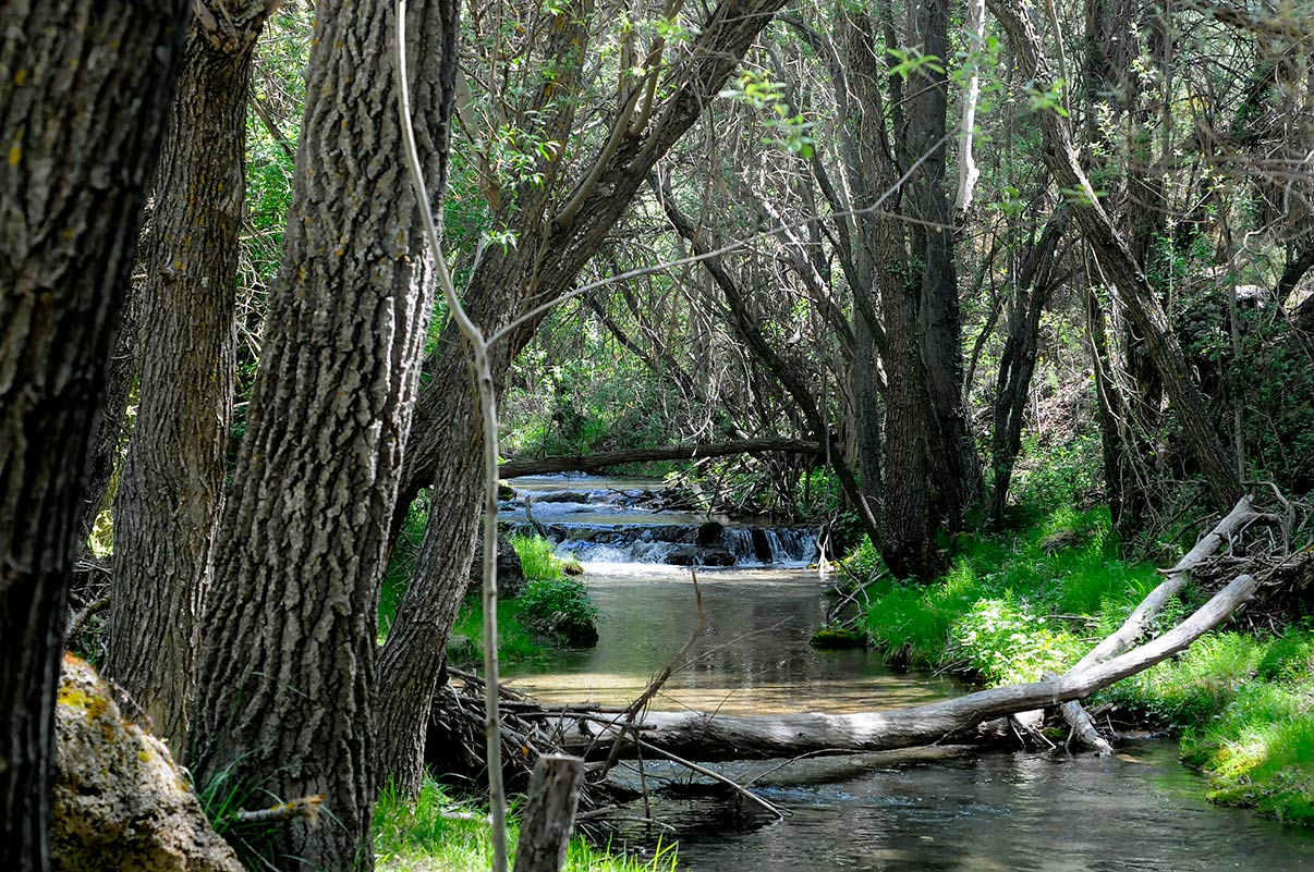 Entre La Peza y Quéntar, un humilde cauce protagoniza uno de los espacios fluviales con mayor biodiversidad del entorno de Granada, el río Aguas Blancas alimenta ecosistemas protegidos y aplaca la sed de la ciudad