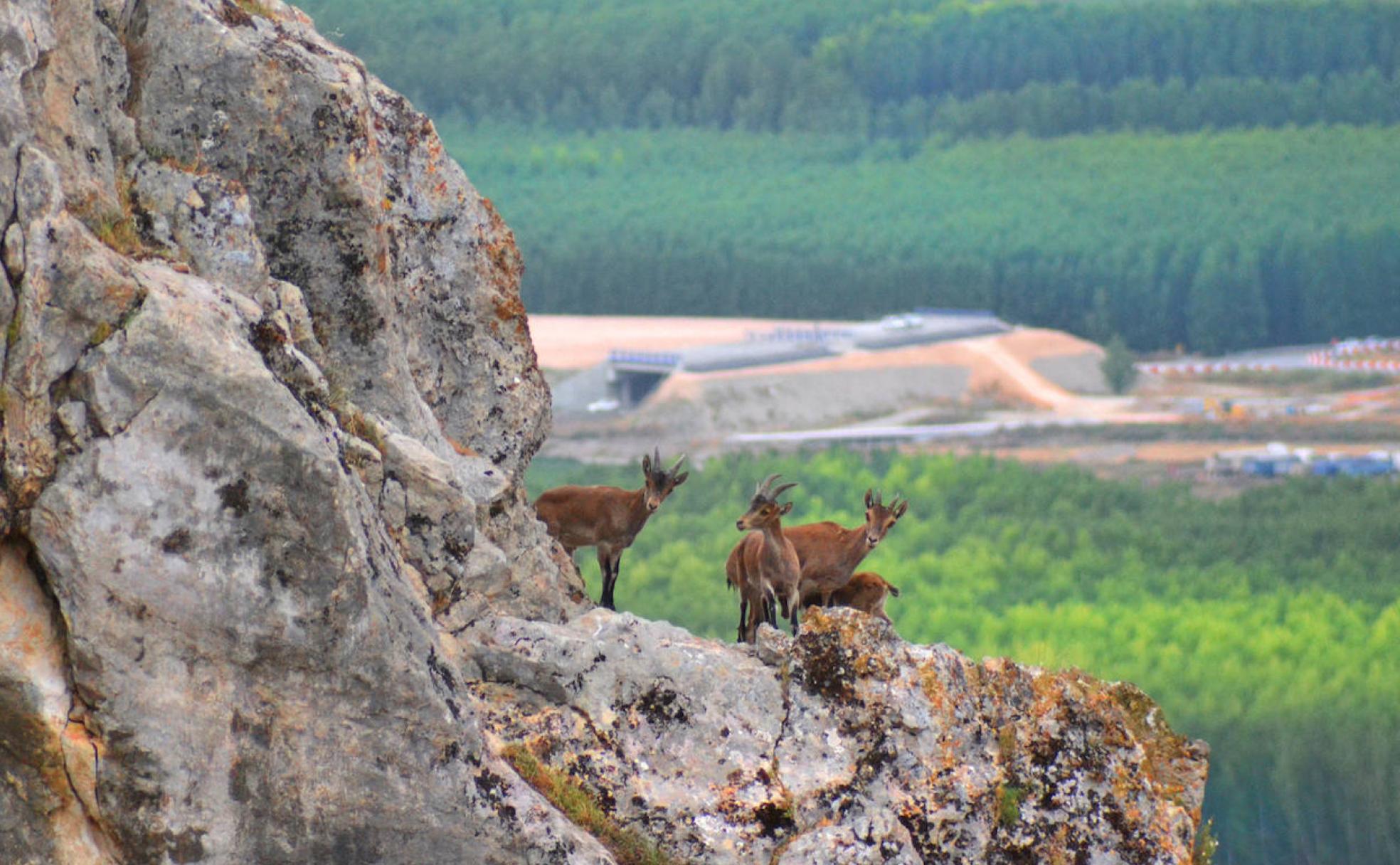 Un grupo de cabras montesas en los cortados de Sierra Elvira, abajo las alamedas y las obras de la Circunvalación. 