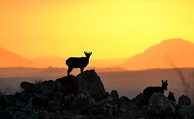 Imagen principal - Caprapyrenaica hispanica en Sierra Elvira; David Peula; hembra de cabra montés 