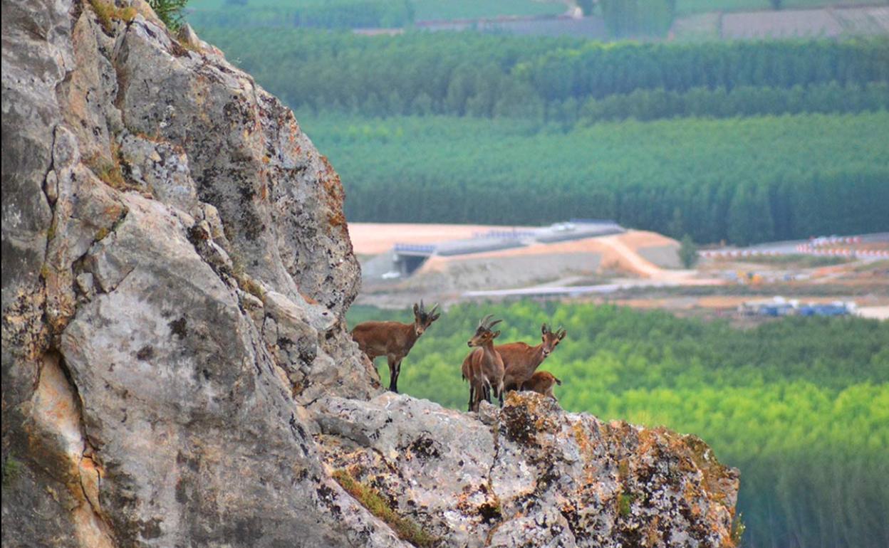Cabras montesas hembra en los tajos de Sierra Elvira, al fondo las alamedas de Atarfe y las obras de la segunda circunvalación 