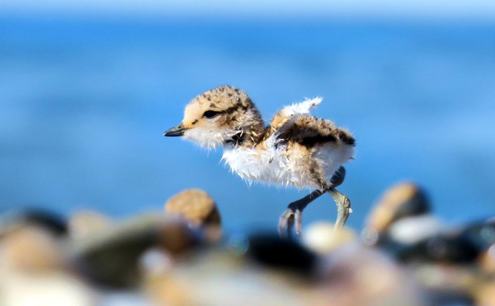 Un polluelo de chorlitejo patinegro corre entre los guijarros de la playa de Carchuna.