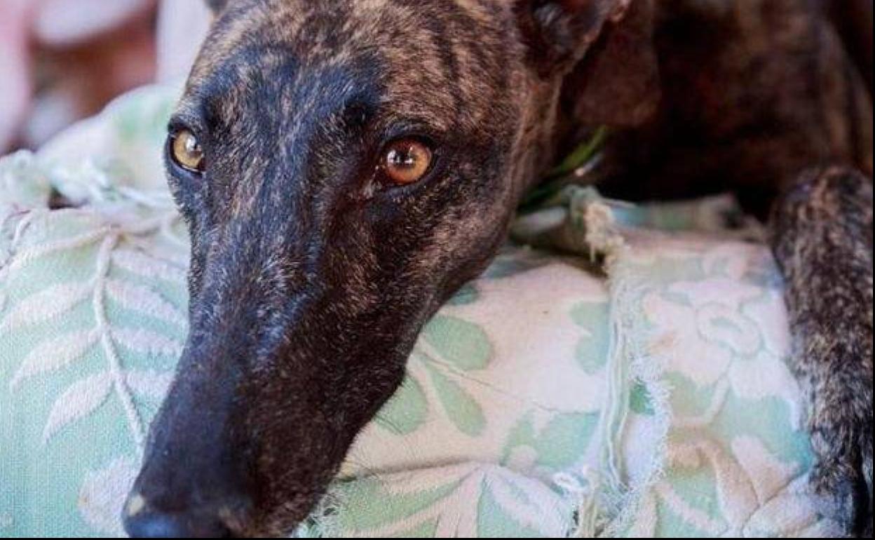 Maltrato animal en Granada: hay siete investigados