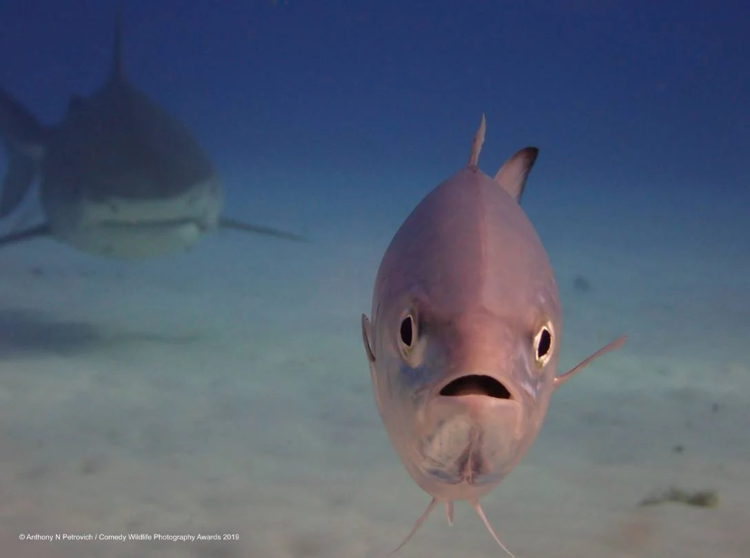 'Está justo detrás de mí, ¿verdad?', es el título de esta imagen de Anthony Petrovich captada en aguas de las Bahamas