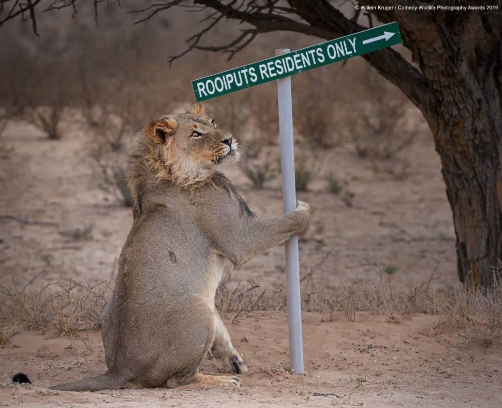 Willem Kruger firma tambén este 'León para llevar' captado en Sudáfrica