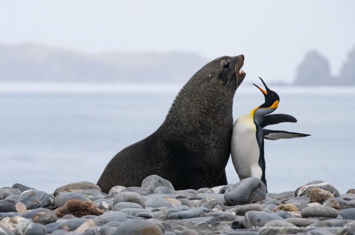 Tom Mangelsen firma este 'Choque de pecho entre un pingüino ey y un lobo marino' visto en las islas de Georgia del Sur