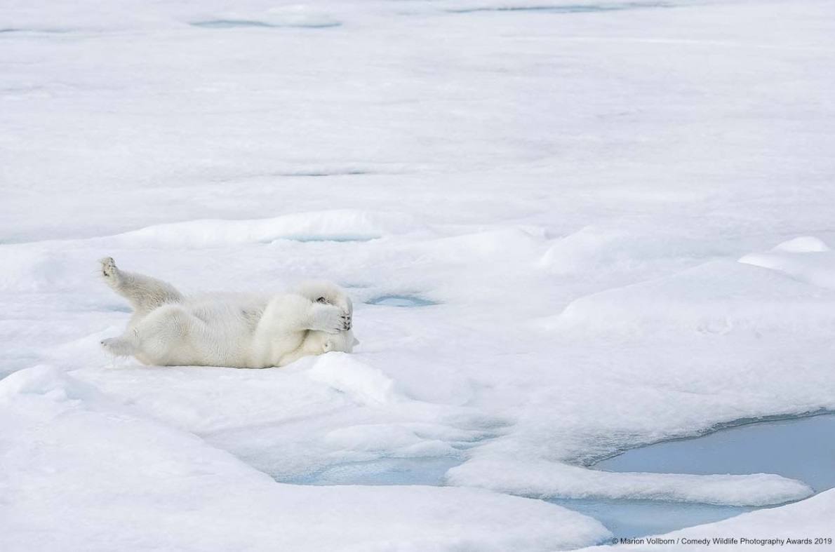 Marion Vollborn captó esta divertida imagen de un oso polar que ha titulado 'Escondido'