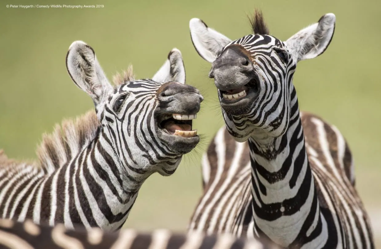 'Cebras riendo', un gran momento captado por Peter Haygarth en Tanzania