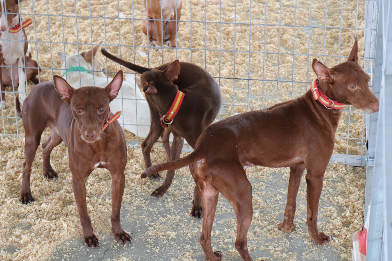 Esta viernes se ha inaugurado de manera oficial la XIII edición de Ibercaza, la feria de caza y pesca de la provincia de Jaén 