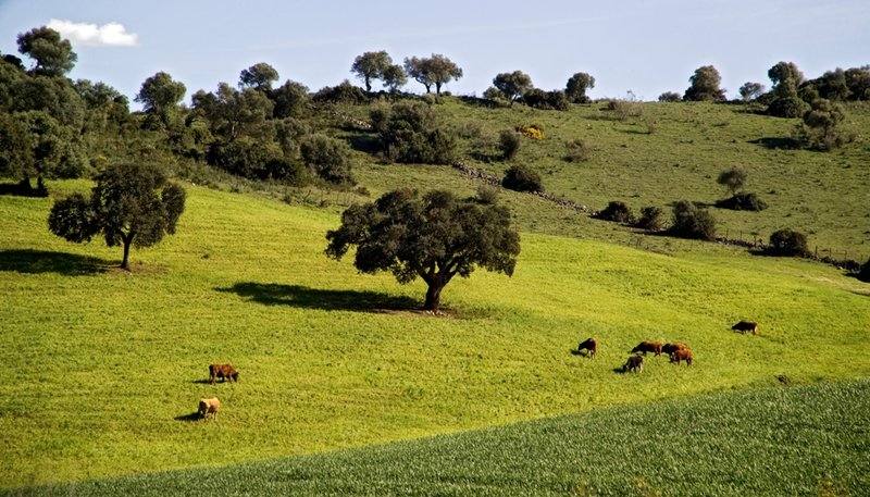 Parque Natural de Los Alcornocales (Cádiz y Málaga)