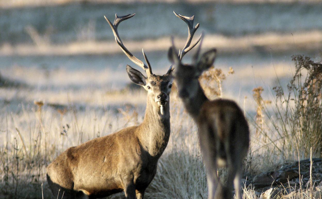 Berrea del Ciervo | lugares de Andalucía donde disfrutar de este espectáculo sonoro