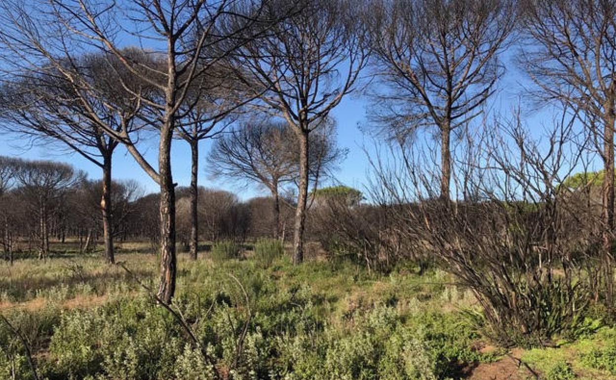 Un ecólogo de la UGR pide a Europa «no quitar la madera muerta de bosques y evitar reforestaciones»