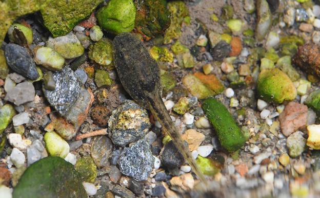 Larva de Sapo partero bético nacida en el Carmen de los Catalanes