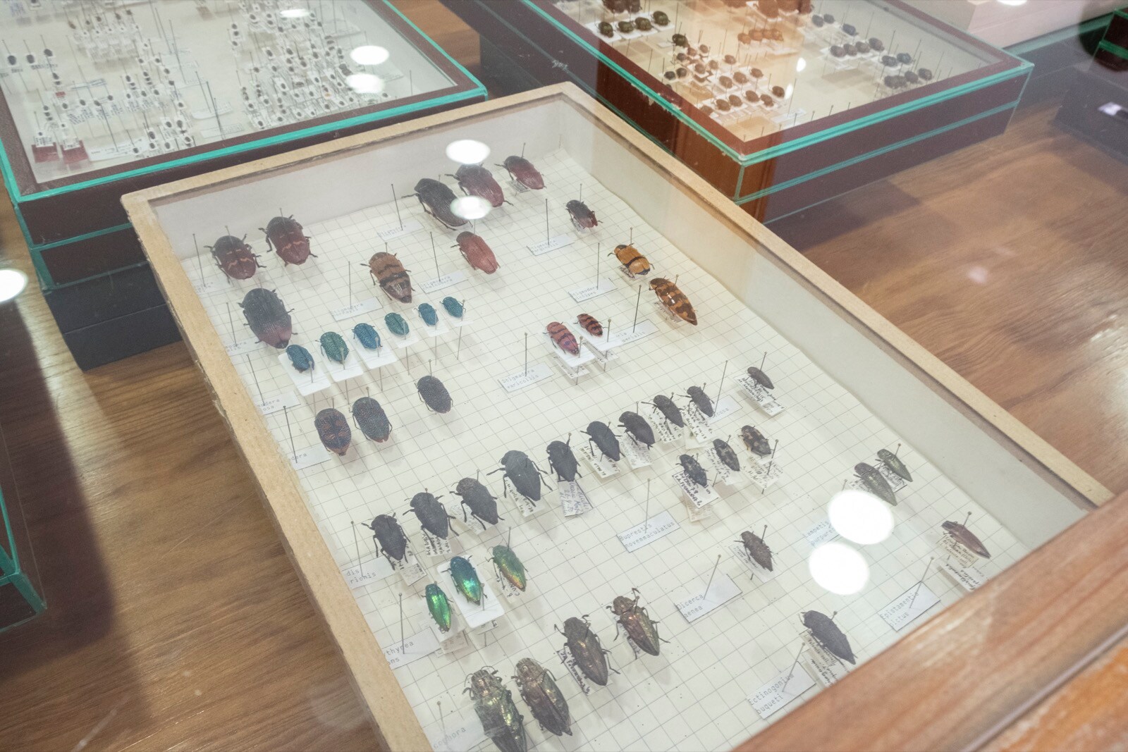 La UGR cuenta con una colección en el departamento de Zoología de más 200.000 ejemplares y 10.000 especies