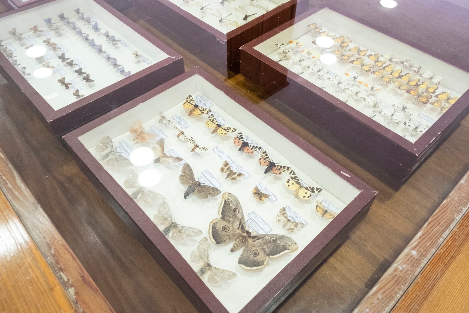 La UGR cuenta con una colección en el departamento de Zoología de más 200.000 ejemplares y 10.000 especies