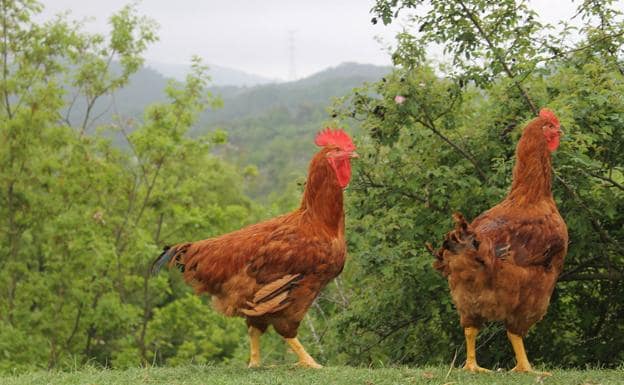 ¿Qué diferencia un pollo industrial de un pollo ecológico?