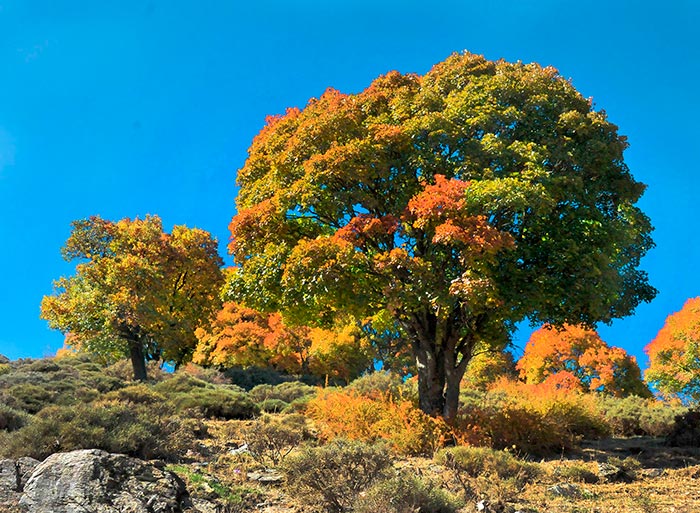 Dehesa del Camarate (Bosque Encantado)