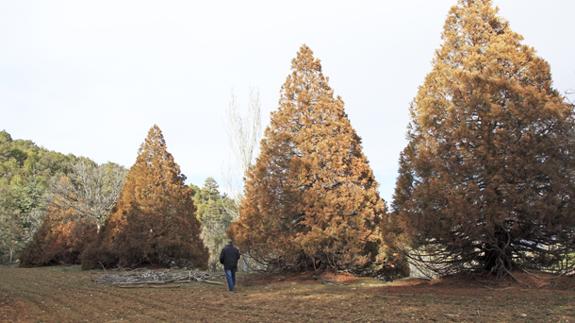 Bosque de secuoyas gigantes