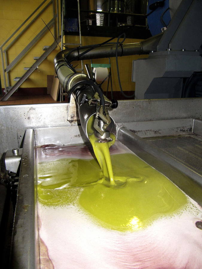 El aceite de oliva sigue bajando, ajeno a las protestas del sector: ni a dos euros el kilo ya