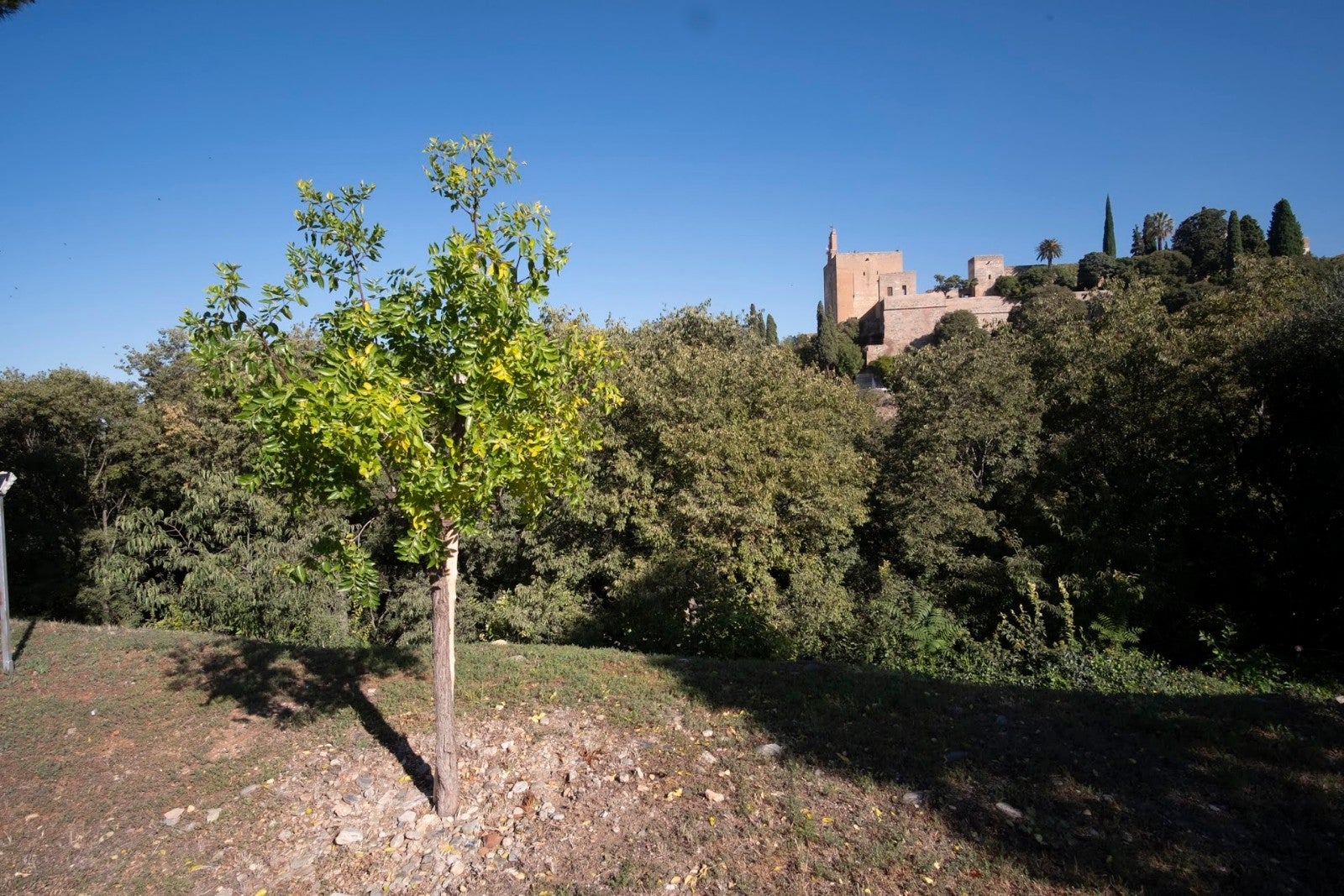 Los granadinos van ganando espacios para su conocimiento de la ciudad y de la Alhambra