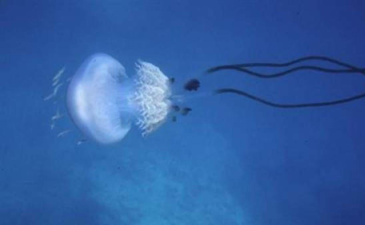 Imagen de la medusa avistada en el Mediterráneo. 