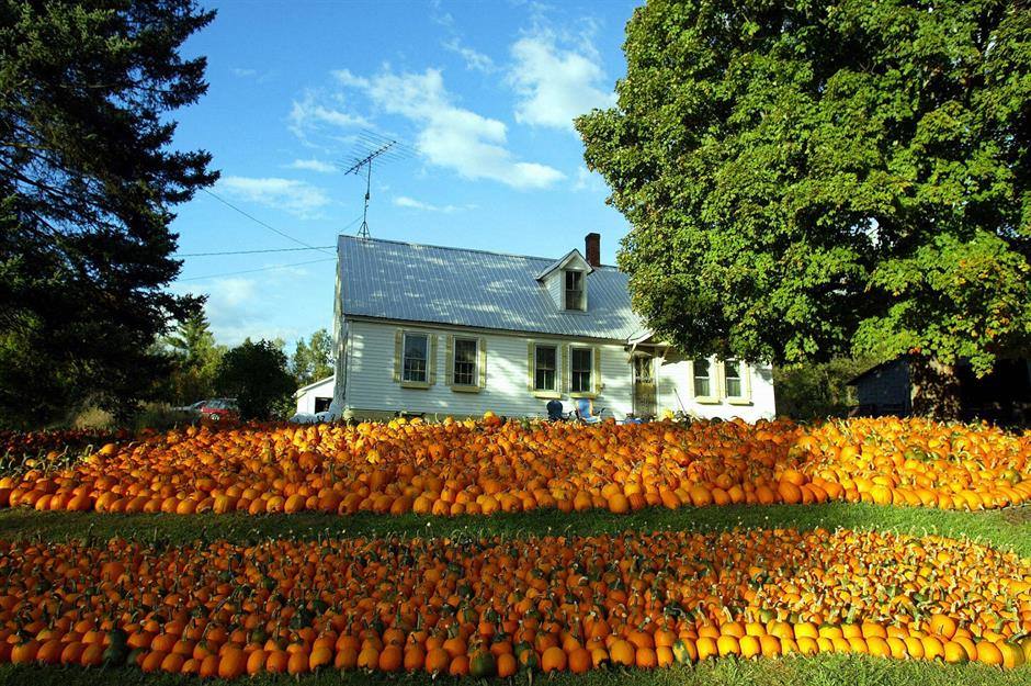 8. Jardín lleno de calabazas en Vermont (EEUU)